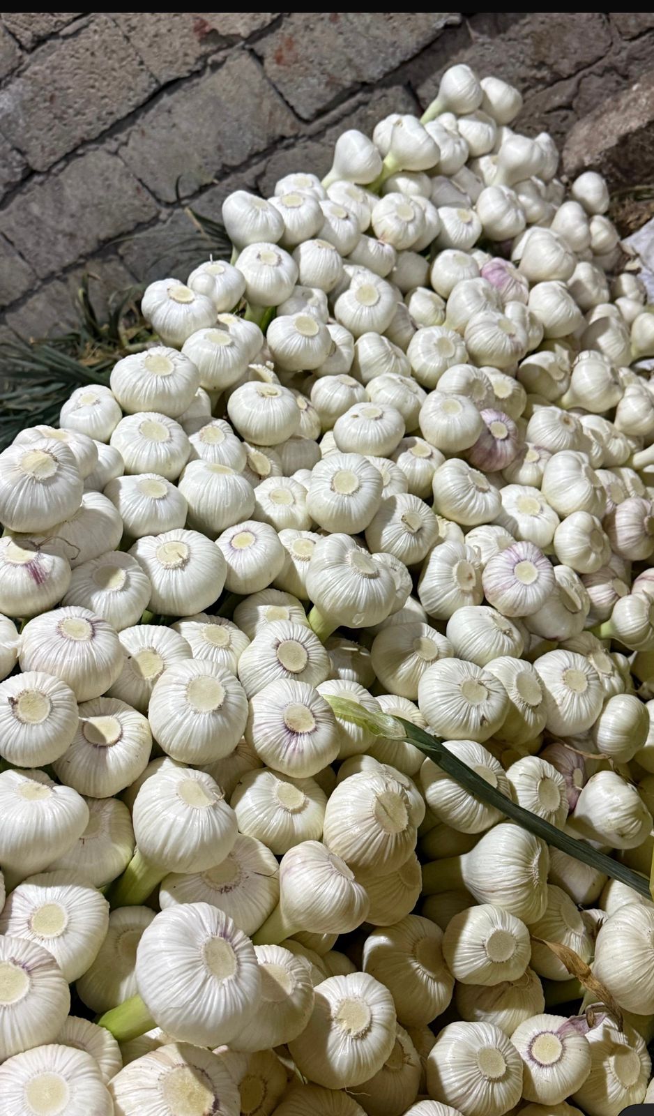 High quality Garlic